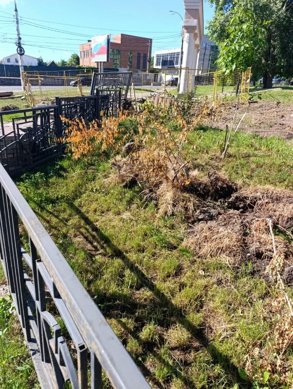 В Курске в парке им. Дзержинского раскоп вызвал гибель деревьев В Курске в парке им. Дзержинского раскоп вызвал гибель деревьев