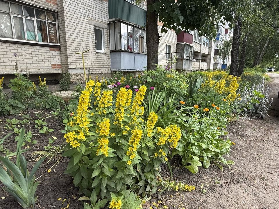 Доброе утро!. Сегодня, в пятницу, 19 июня, по прогнозу регионального отделения МЧС, в Курской области переменная облачность