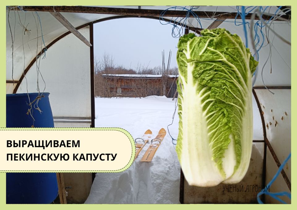 Пекинская капуста в теплице: как вырастить урожай до томатов