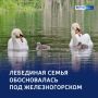 «На спине у мамы, в строю с папой»: куряне заметили семью лебедей
