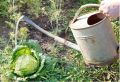 Все, что нужно знать о подкормке капусты: от высадки до сбора урожая