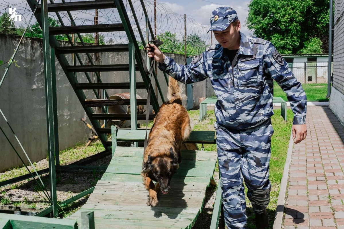 Ко Дню кинолога: курские щенки-малинуа уже в деле! Ко Дню кинолога: курские щенки-малинуа уже в деле!
