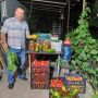 Как справиться с кладоспориозом помидоров и сохранить урожай