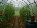 Когда парник становится инкубатором плесени: как избежать неприятностей
