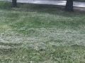 В центре Курска вновь разложили сено на газонах