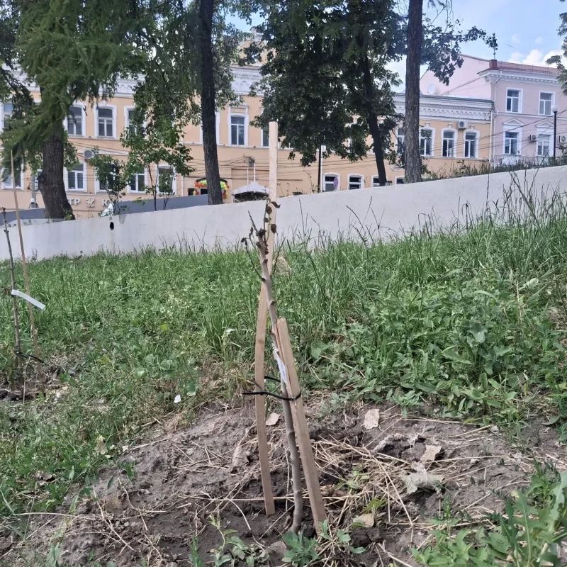 Не успели куряне обрадоваться благоустройству сквера "Спутник" в центре Курска, как он начал стремительно ветшать Не успели куряне обрадоваться благоустройству сквера "Спутник" в центре Курска, как он начал стремительно ветшать