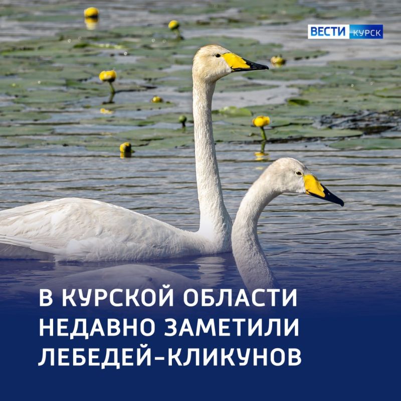 А белый серый лебедь на пруду