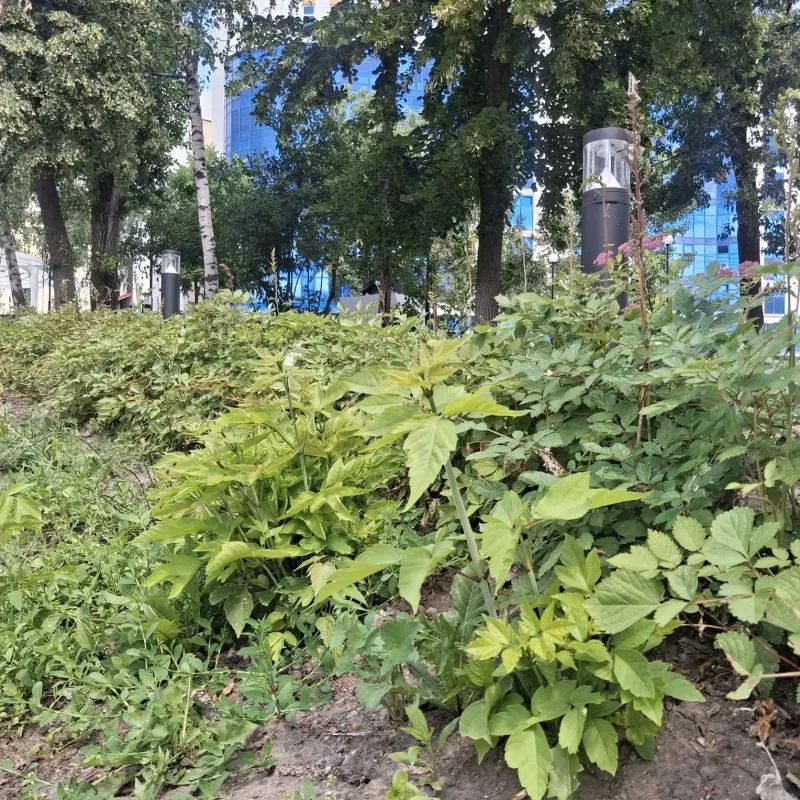 Не успели куряне обрадоваться благоустройству сквера "Спутник" в центре Курска, как он начал стремительно ветшать Не успели куряне обрадоваться благоустройству сквера "Спутник" в центре Курска, как он начал стремительно ветшать