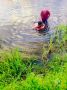 В Курске на водоеме Ермошкино озеро дежурящие спасатели оказали помощь тонущему парню