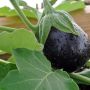 Баклажаны под любой каприз погоды: как выбрать лучшие сорта