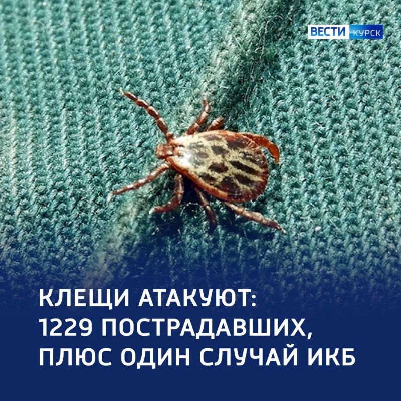 Кусачая статистика: более 1200 пострадавших от укусов клещей