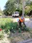В рамках муниципального контракта в Курске подрядчик ИП Сароян продолжает осуществлять уход за цветниками
