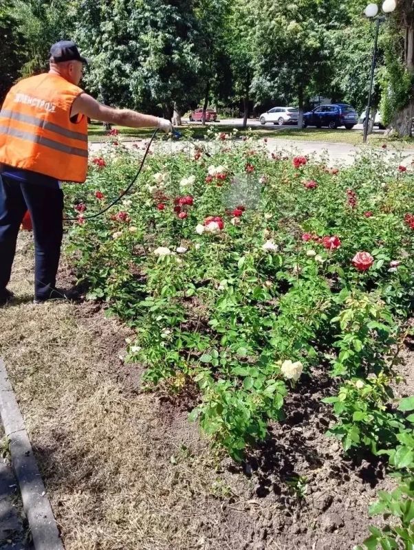 В рамках муниципального контракта в Курске подрядчик ИП Сароян продолжает осуществлять уход за цветниками В рамках муниципального контракта в Курске подрядчик ИП Сароян продолжает осуществлять уход за цветниками