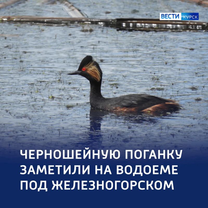 «Ушастая» красавица с дурным вкусом: поганка — это не только гриб