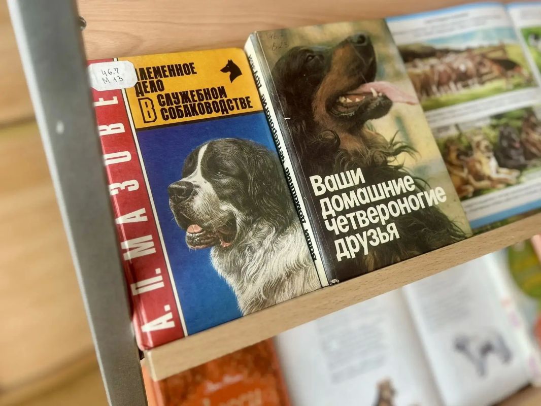 «Четыре лапы радости»: в Курске отметили Международный день собак «Четыре лапы радости»: в Курске отметили Международный день собак