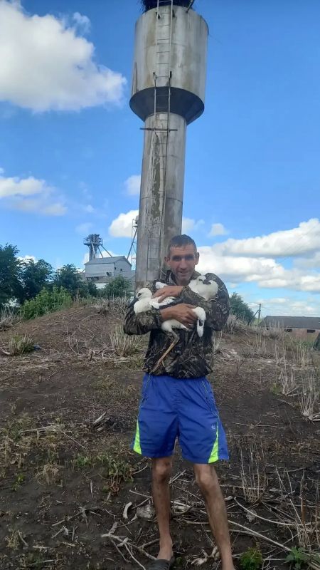Жители Малых Крюков Обоянского района спасли брошенных аистят Жители Малых Крюков Обоянского района спасли брошенных аистят