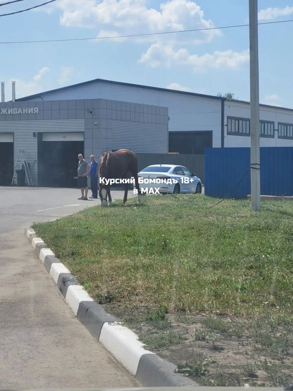 В северной части Курска неравнодушные горожане обнаружили В северной части Курска неравнодушные горожане обнаружили
