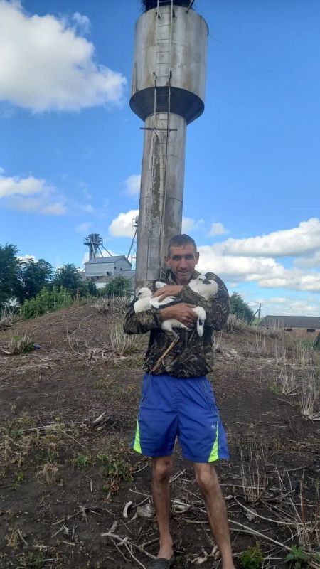 В Курской области жители села спасли брошенных аистят