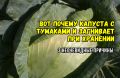 Туманы в капусте: разгадываем секреты ее хранения и предотвращения гниения