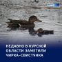 Пернатый вертолет: в Курской области заметили чирка-свистунка