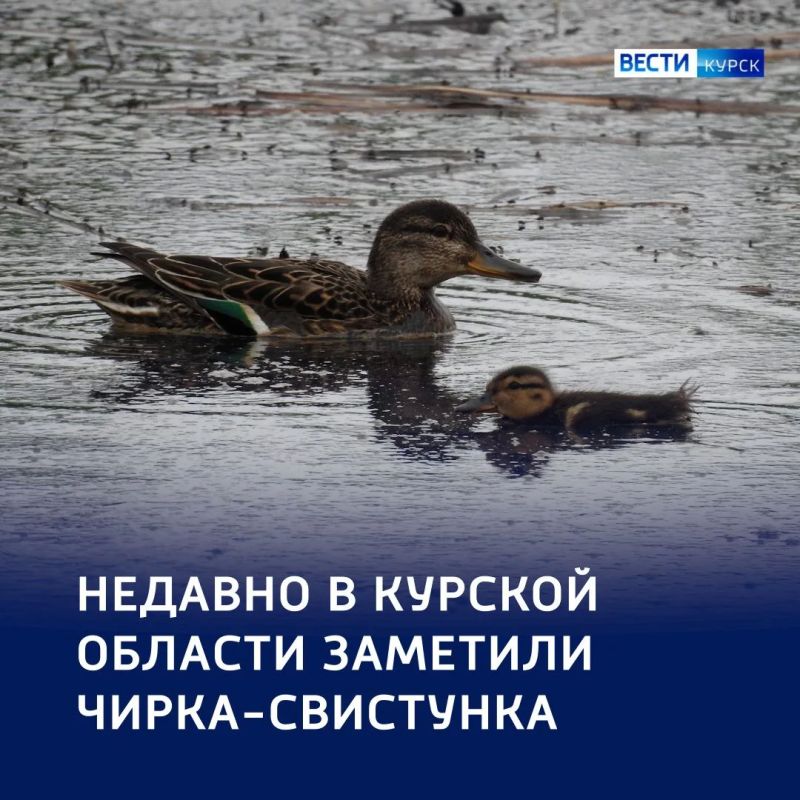 Пернатый вертолет: в Курской области заметили чирка-свистунка