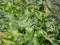 Польза и потенциальные риски морских водорослей в нашем рационе