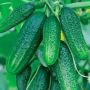 Огурец Затейник: пчелоопыляемый гибрид с непревзойденным вкусом и высокой урожайностью