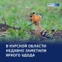 Удод мал, да удал!. Удод — небольшая птица с хохолком на голове