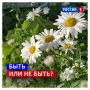 7 июля, вторник. Сегодня народный праздник — Иван Купала