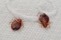 Современные методы борьбы с клопами: как избавиться от нежелательных соседей