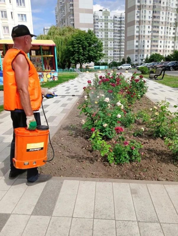 В Курске завершен сезон высаживания однолетних цветов В Курске завершен сезон высаживания однолетних цветов