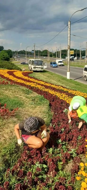 В Курске завершен сезон высаживания однолетних цветов В Курске завершен сезон высаживания однолетних цветов