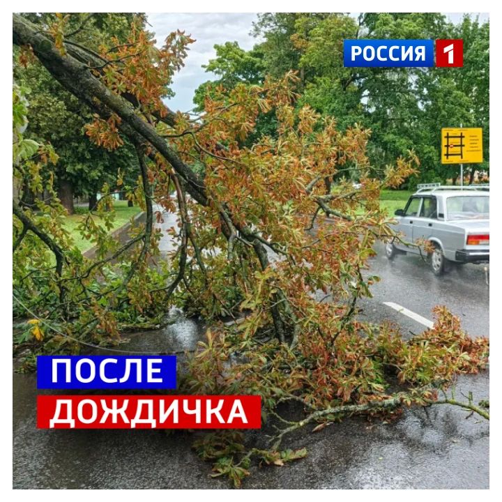 9 июля, четверг. В Курске снова дождливо