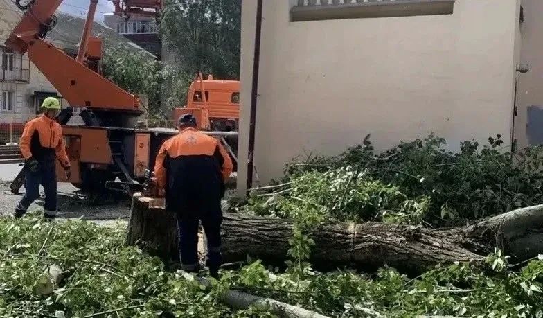 В Курске убрали 16 поваленных ветром деревьев В Курске убрали 16 поваленных ветром деревьев