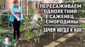 Пересадка смородины: искусство осеннего ухода