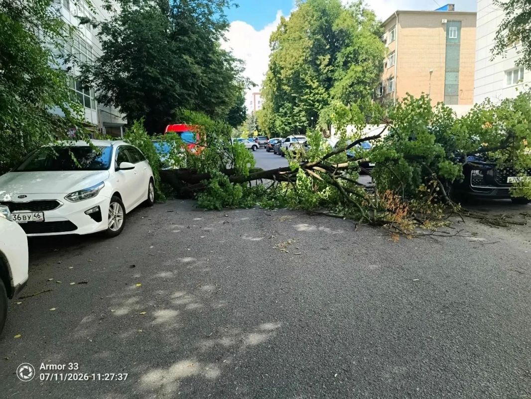В центре Курска дерево рухнуло на припаркованные машины