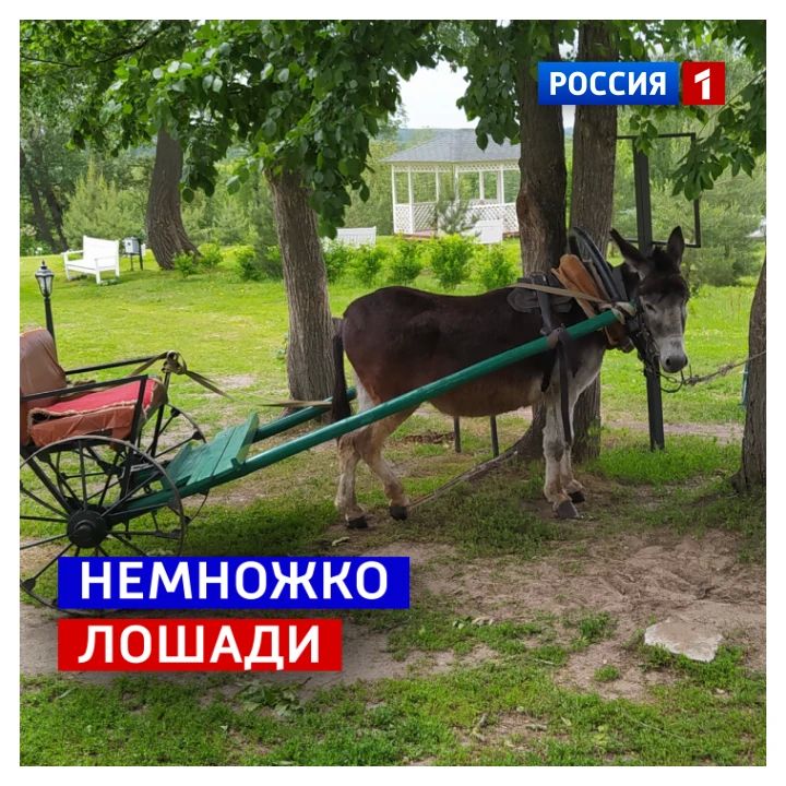 11 июля, суббота. «Деточка, все мы немножко лошади...»