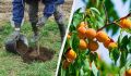 Как правильно подкормить деревья в мае для щедрого урожая