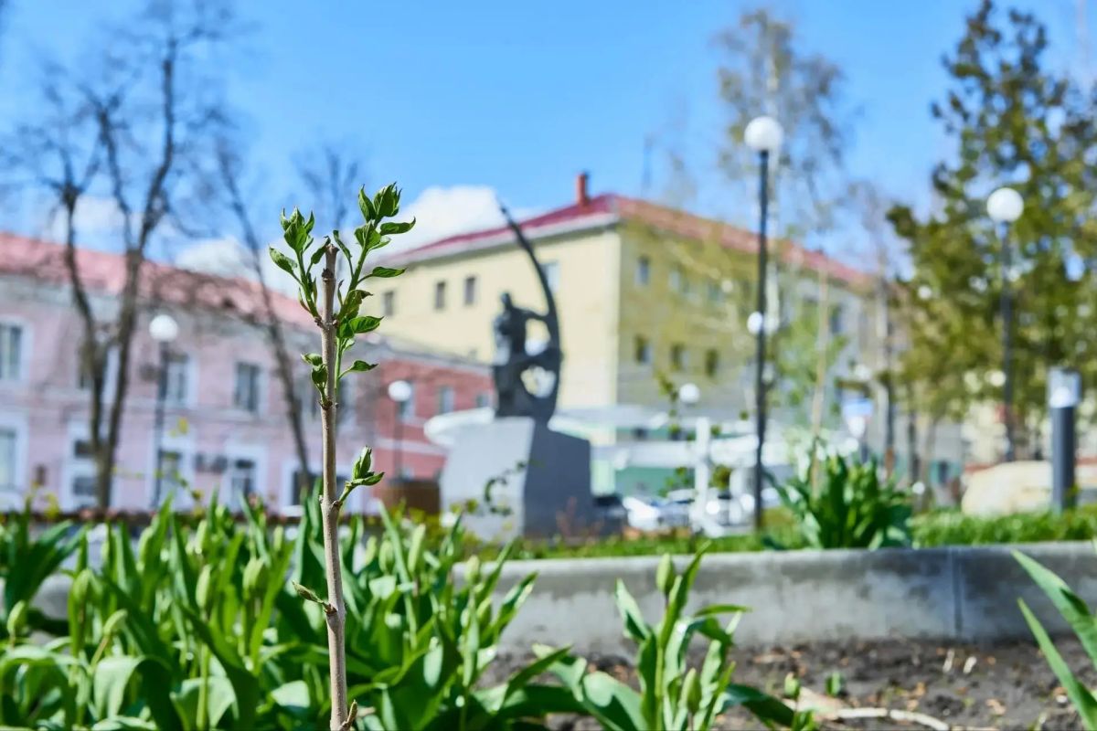 Куряне жалуются на засохшую сирень сквере «Спутник»