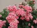 Розы флорибунда: как выбрать, посадить и ухаживать