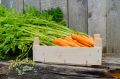 Что необходимо знать о болезнях моркови и сохранении урожая в погребе