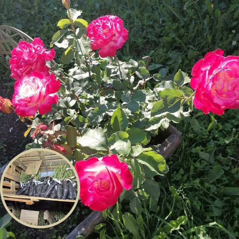 Саженцы, которые преображают ваши сады