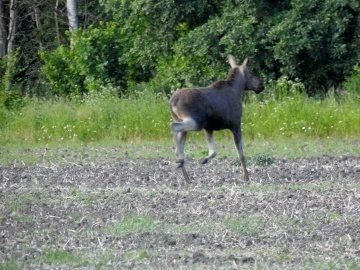 Доброе утро, Пристенский район!