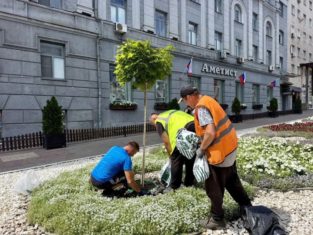 На улице Ленина в Курске высаживают новые клены На улице Ленина в Курске высаживают новые клены