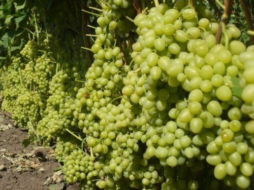 Виноград Ландыш: Новый взгляд на любимый сорт