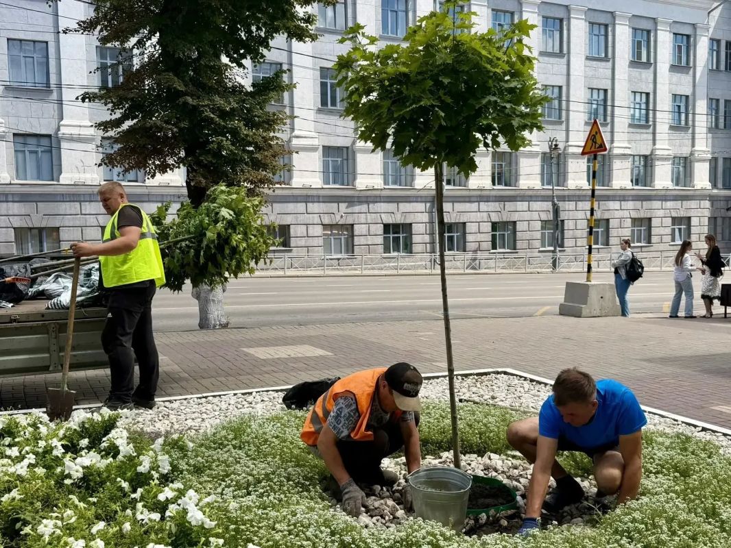 В центре Курска высадили 14 кленов на штамбе В центре Курска высадили 14 кленов на штамбе