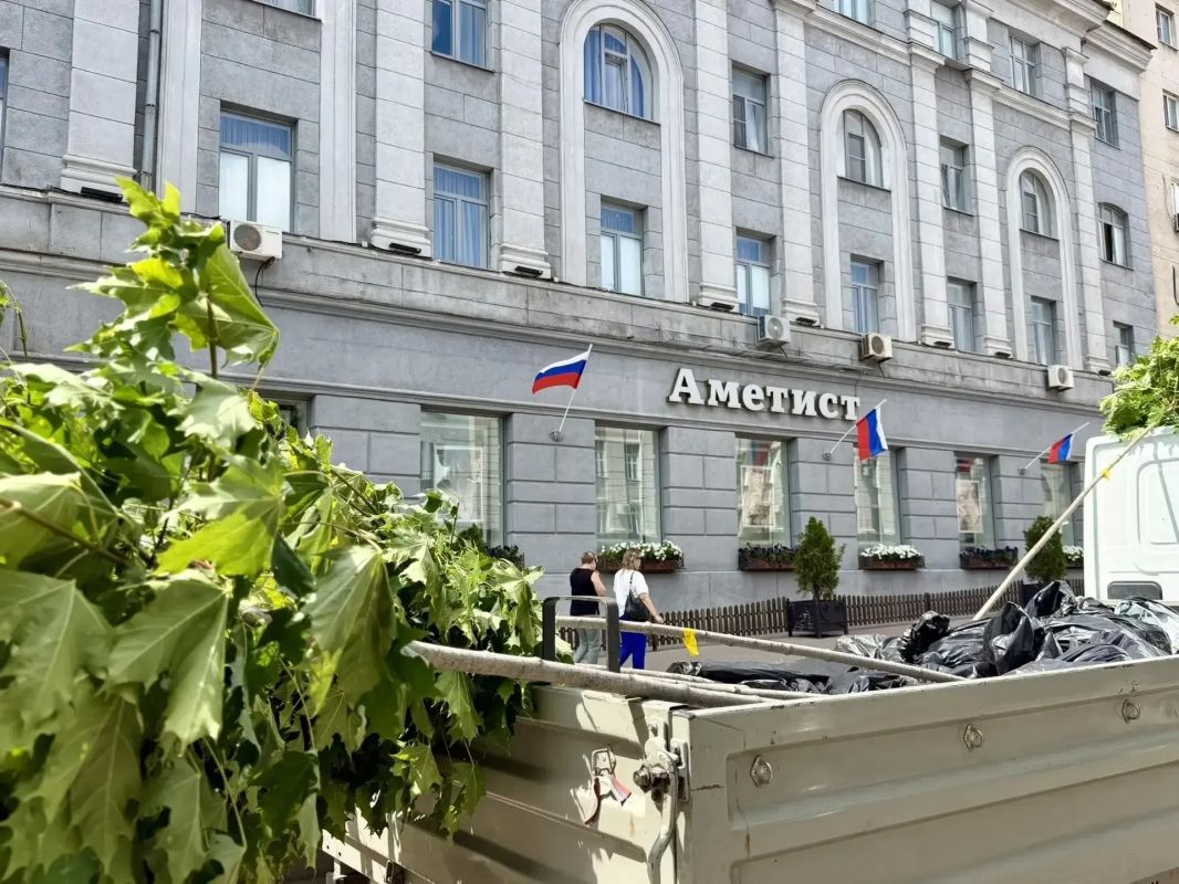 В центре Курска высадили 14 кленов на штамбе