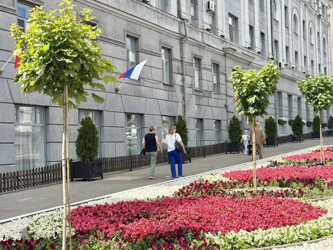 В центре Курска высадили 14 кленов на штамбе В центре Курска высадили 14 кленов на штамбе