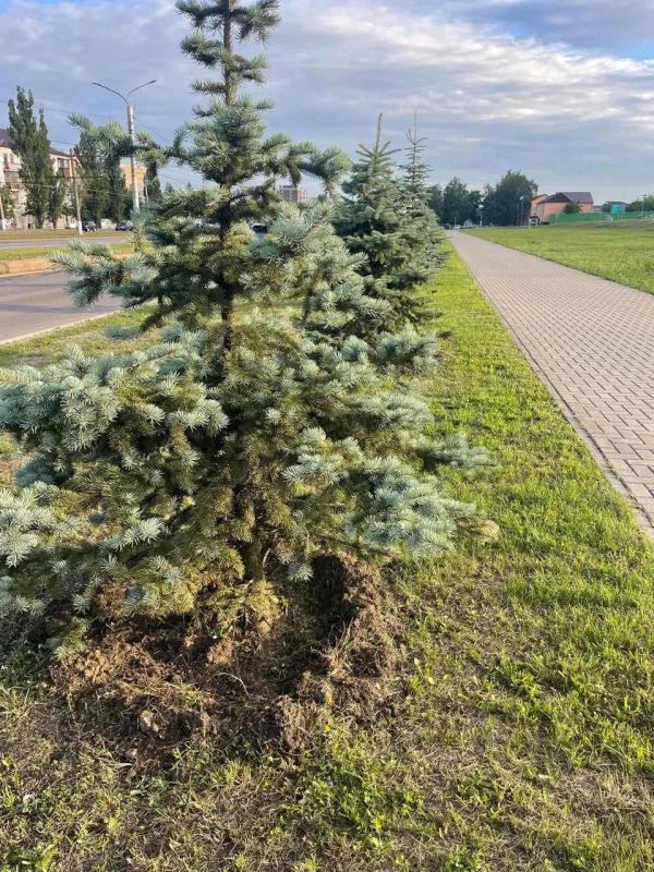 В Курске ежедневно проводятся мероприятия по озеленению В Курске ежедневно проводятся мероприятия по озеленению
