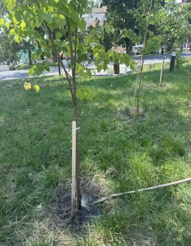 В Курске ежедневно проводятся мероприятия по озеленению В Курске ежедневно проводятся мероприятия по озеленению